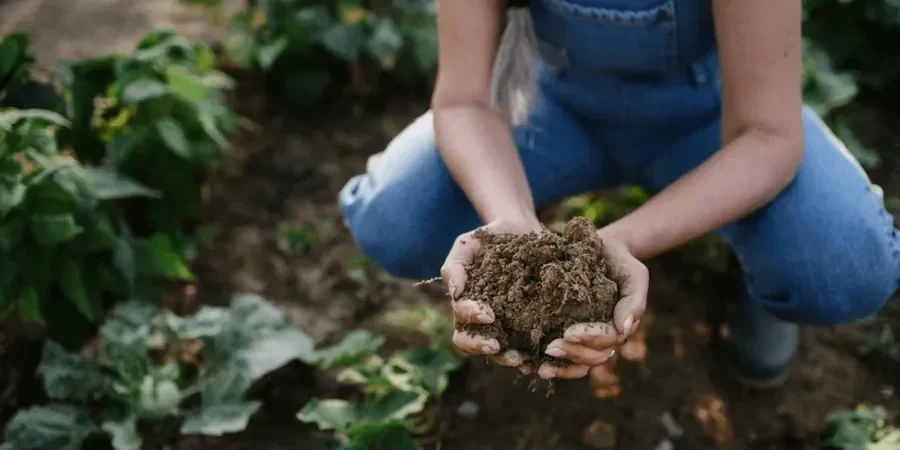 Illustrative image of Organic soil management in Derby